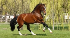 Purebred riding horse